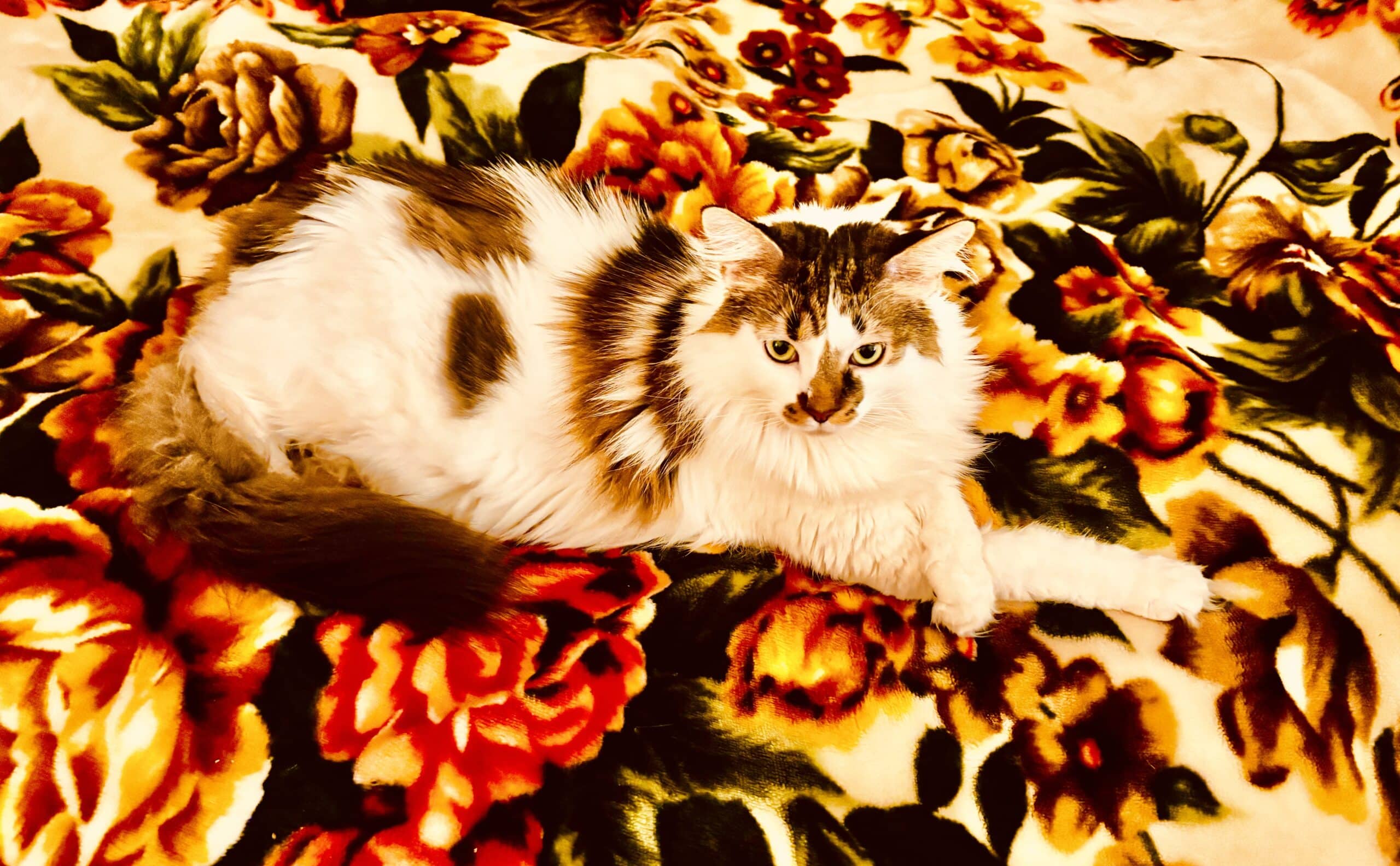 a colourful cat on a colourful rug