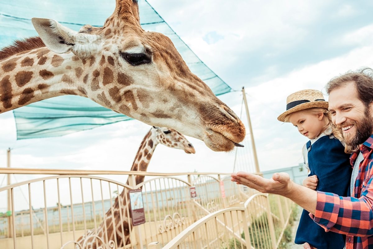 Man holding a young child with his hand outstretched toward a giraffe behind a fence.